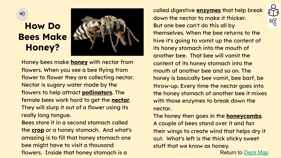 Honey-making reading passage explains nectar collection, the crop, enzymes, bee-to-bee transfer, and drying