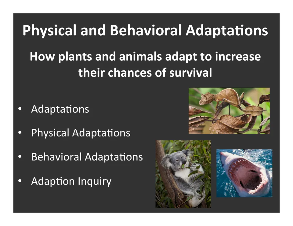 Physical and Behavioral Adaptations title slide listing four topics, with photos of a camouflaged lizard, koala and shark
