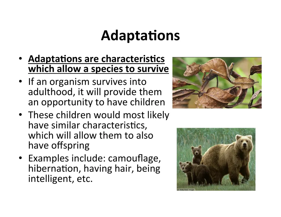 Adaptations defined as traits that help a species survive and reproduce, with camouflage and hibernation examples