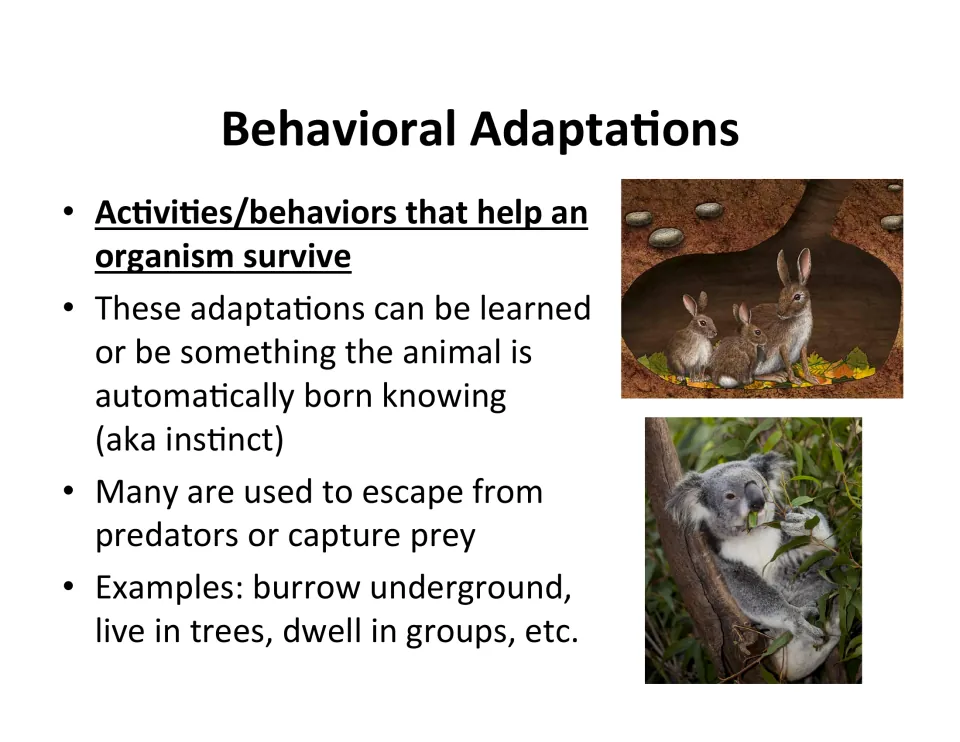 Behavioral adaptations: behaviors and instinct that help survival, such as burrowing, shown with rabbits and a koala