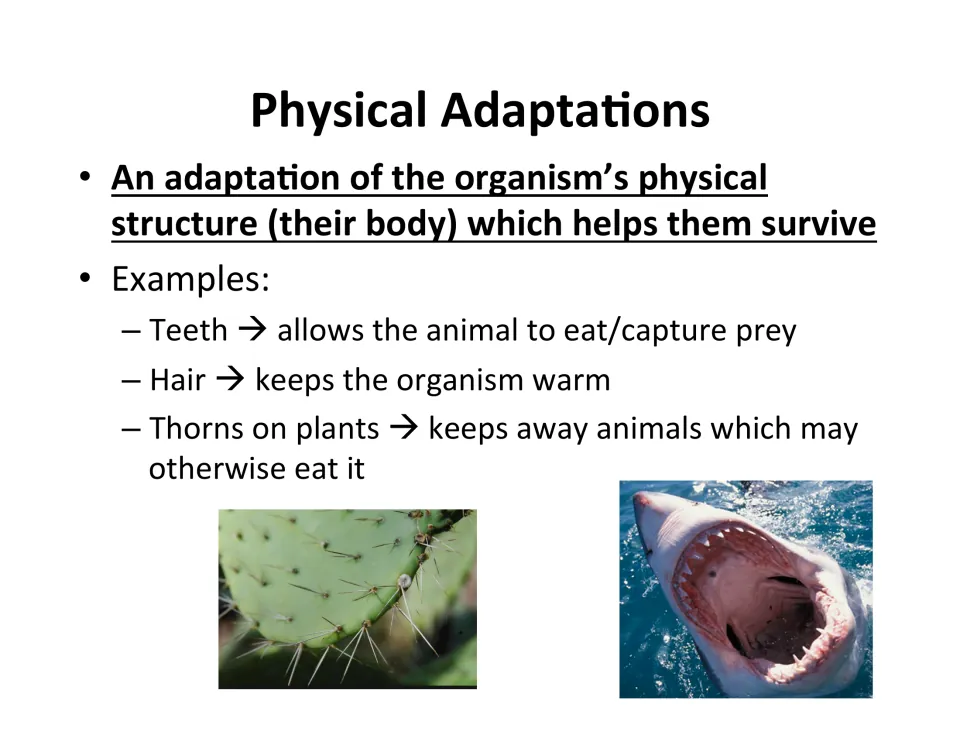 Physical adaptations: body structures like teeth, hair and thorns that aid survival, with cactus and shark photos