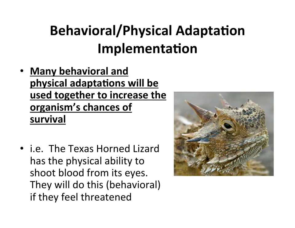 Behavioral and physical adaptations combined: the Texas horned lizard shoots blood from its eyes when threatened