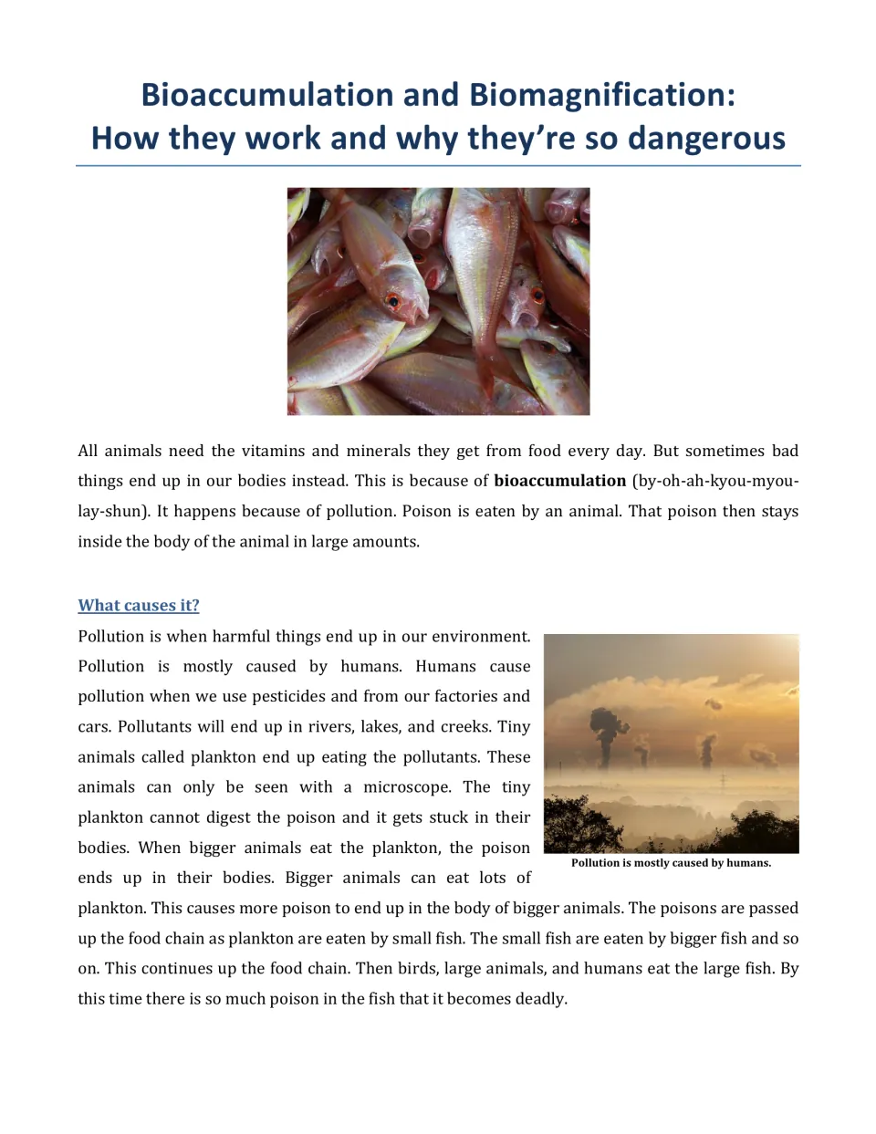 Reading article on how pollution enters the food chain: plankton eat pollutants, then fish, birds and humans eat them