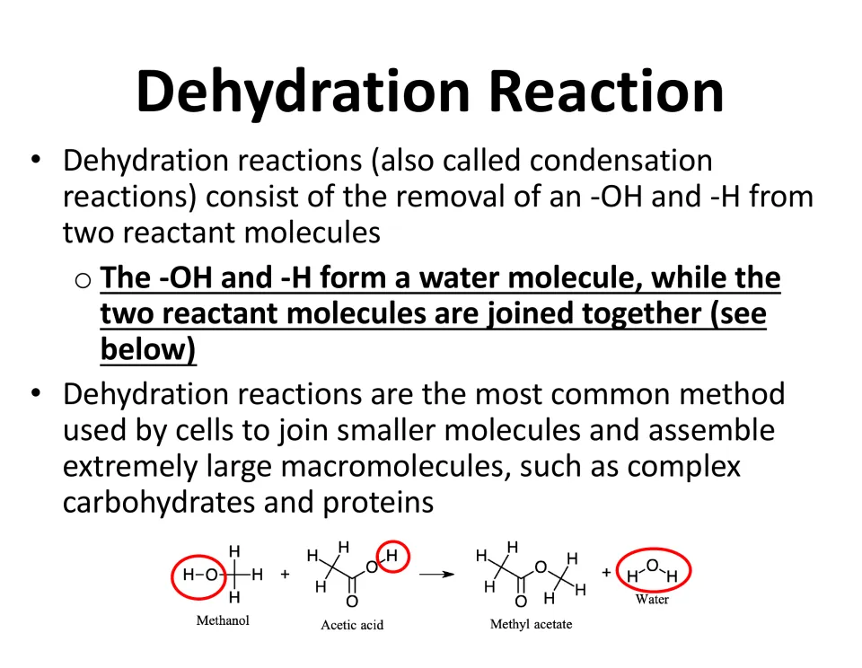 Dehydration reaction: removing -OH and -H forms water as methanol and acetic acid join into methyl acetate