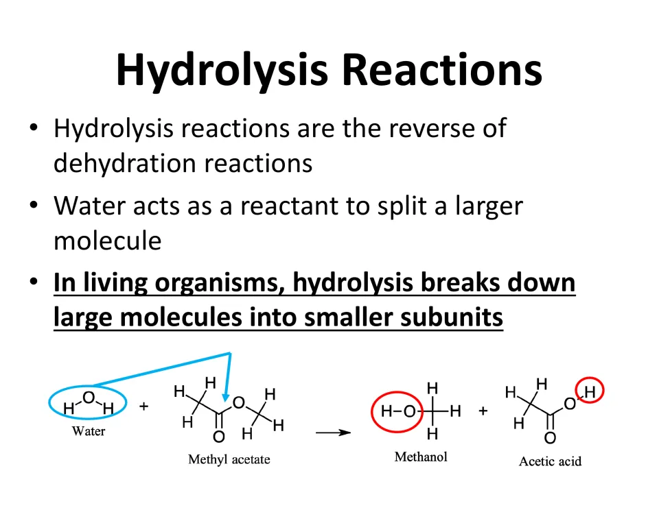 Hydrolysis reactions as the reverse of dehydration: water splits methyl acetate back into methanol and acetic acid
