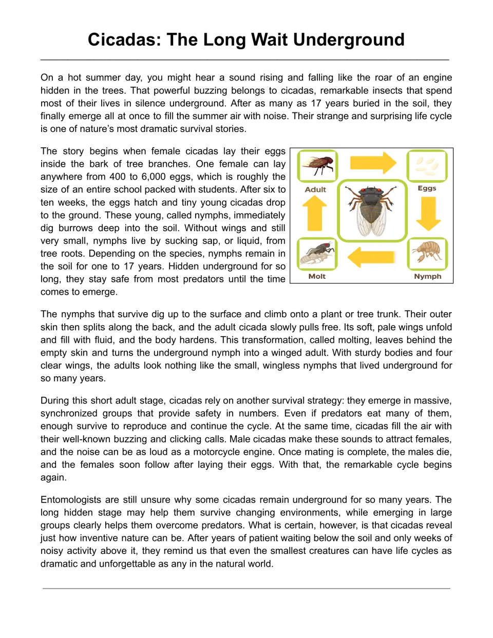 Reading passage about cicadas' underground years, molting, calls, and reproduction, with a life cycle diagram