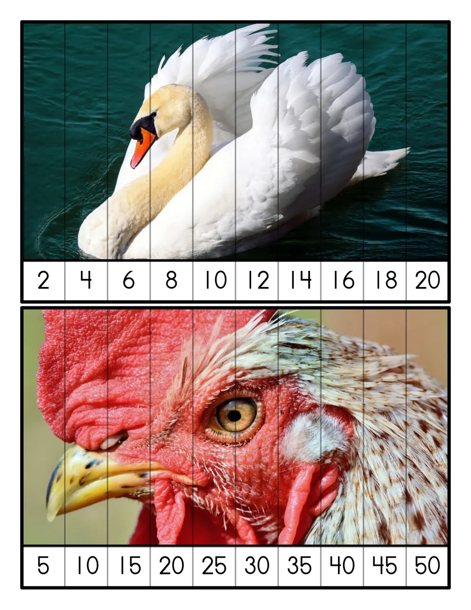 Skip-counting puzzles: a swan photo ordered by 2s from 2 to 20 and a rooster photo ordered by 5s from 5 to 50