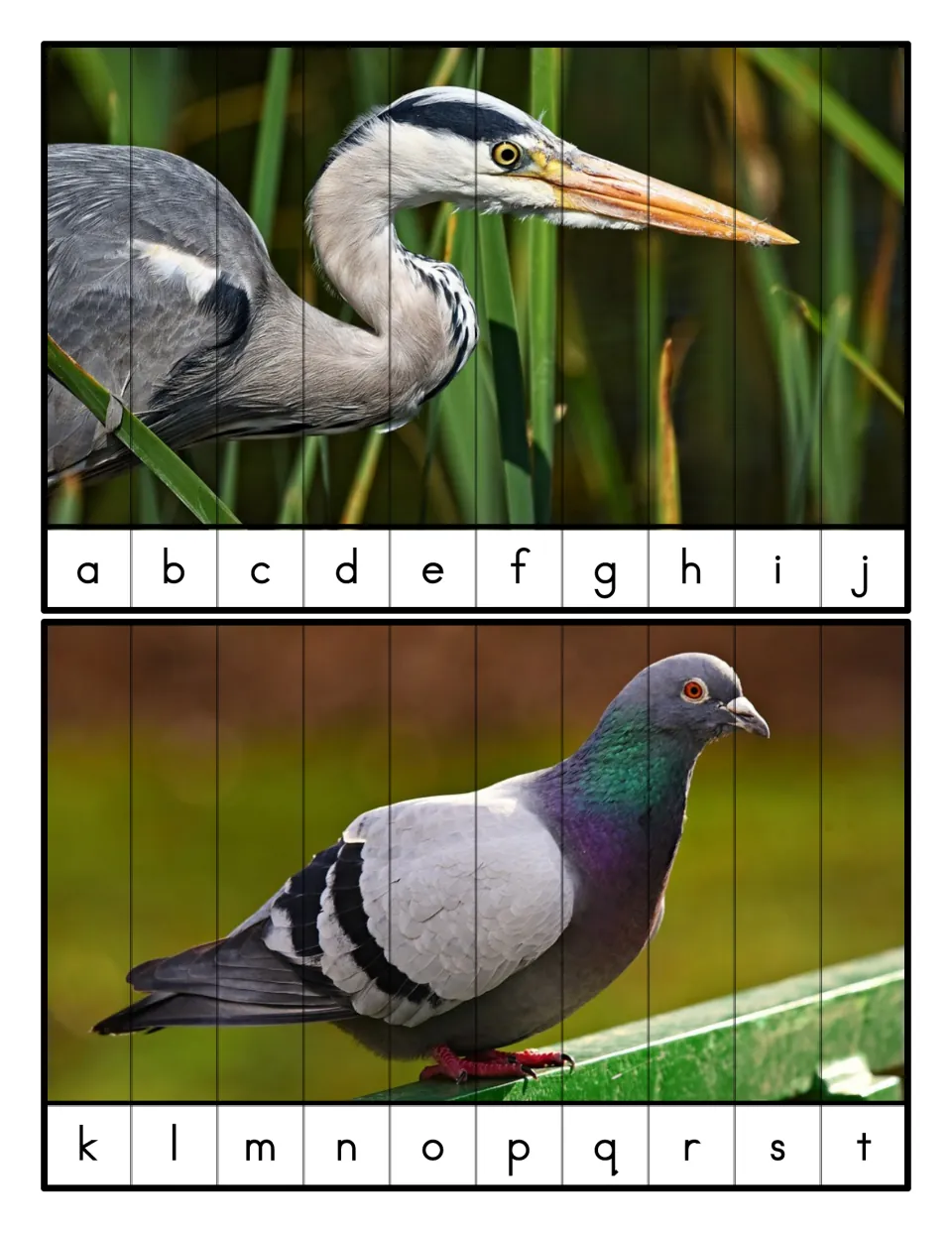 Lowercase letter puzzles: a heron photo sequenced a to j and a pigeon photo sequenced k to t, ten strips each