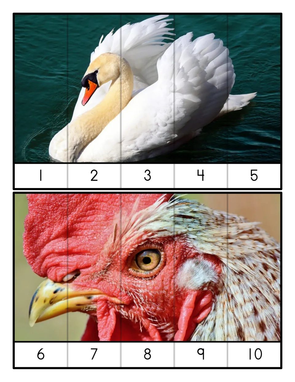 Five-piece number puzzles: students order a swan photo by 1 to 5 and a rooster photo by 6 to 10 to rebuild each bird