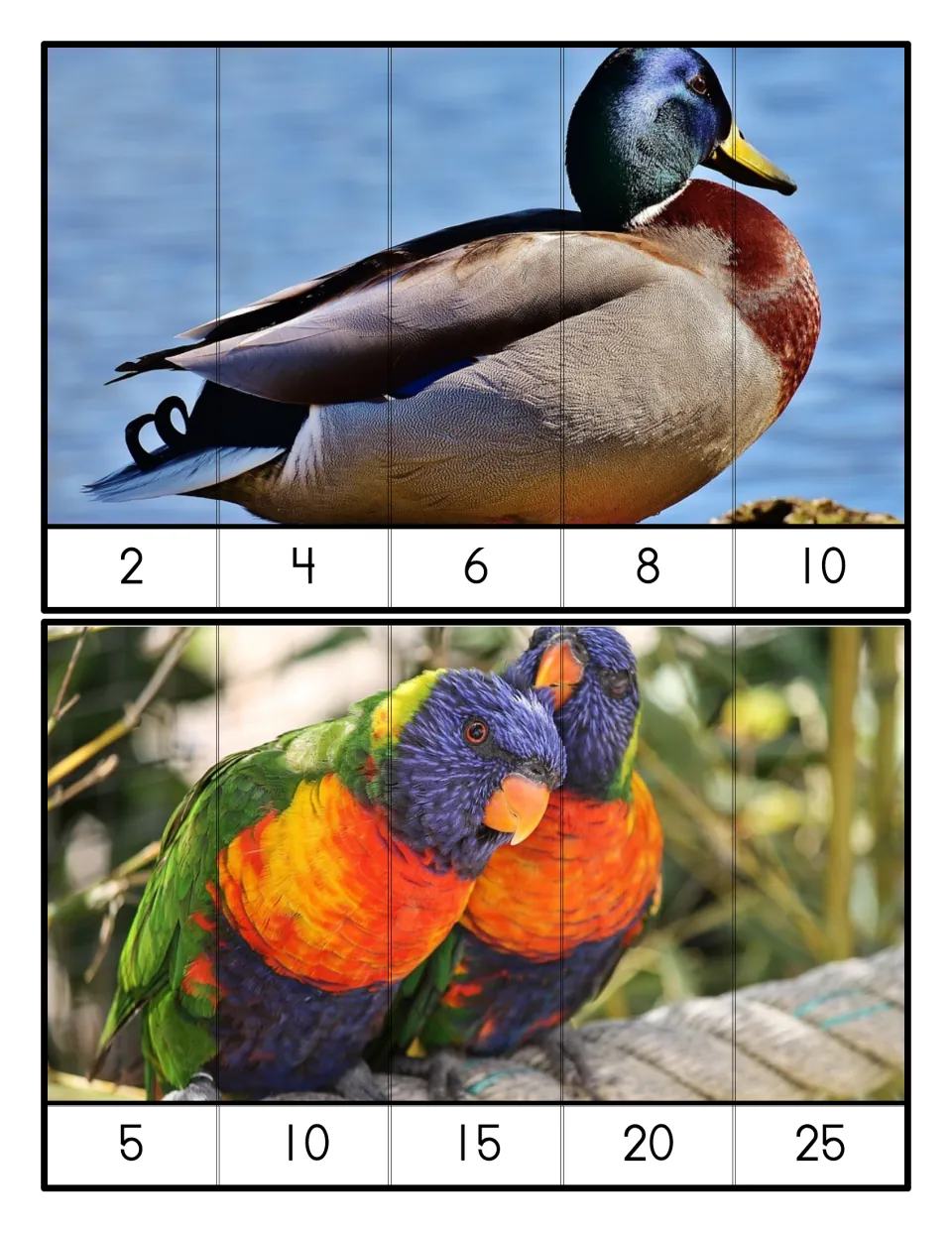 Five-piece skip-counting puzzles: a mallard duck ordered by 2s from 2 to 10 and two lorikeets ordered by 5s to 25