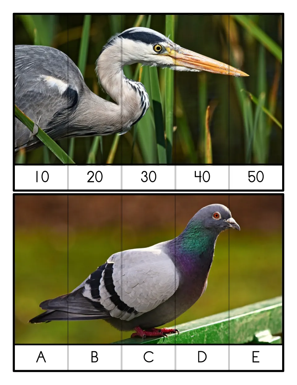Five-piece sequencing puzzles: a heron photo ordered by tens from 10 to 50 and a pigeon photo ordered by letters A to E