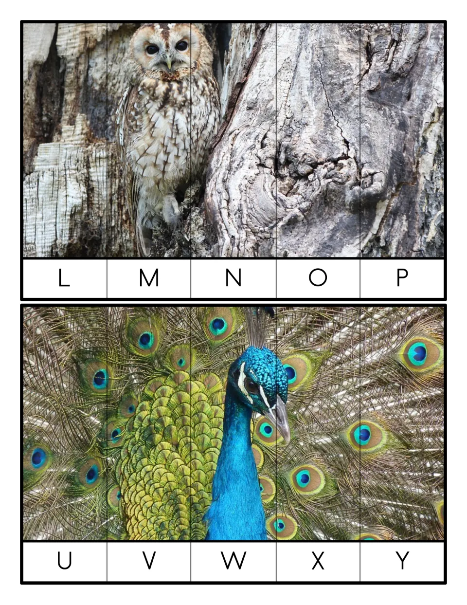 Five-piece uppercase letter puzzles: an owl in a tree ordered L to P and a peacock with fanned tail ordered U to Y
