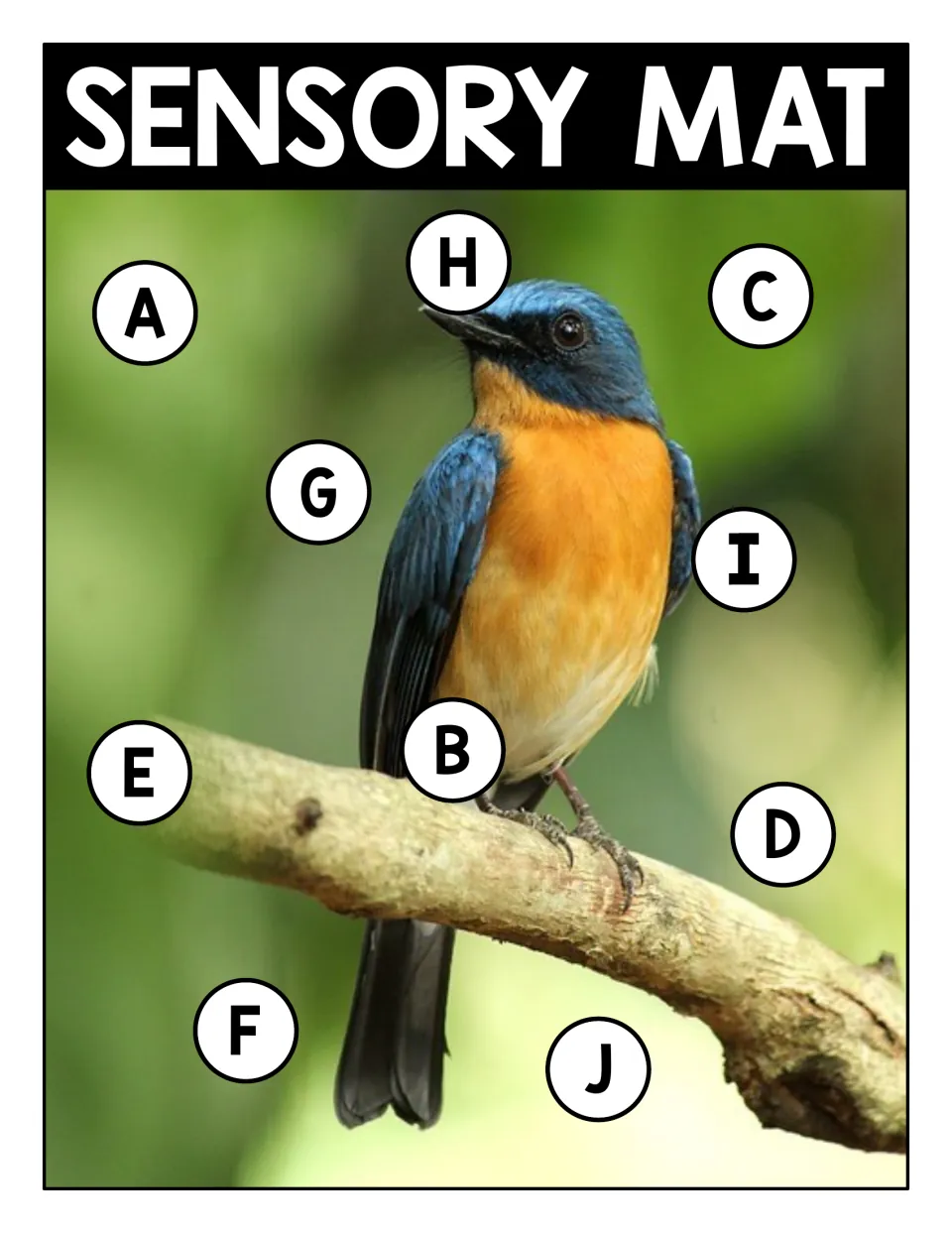 Sensory mat: blue and orange bird on a branch with circled capitals A to J for students to find and name