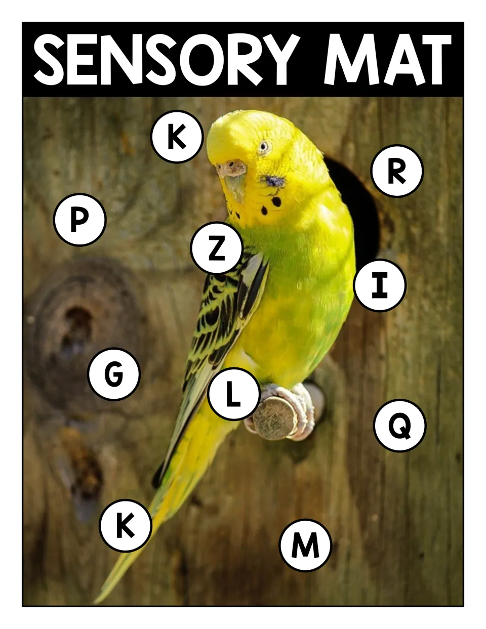 Sensory mat: yellow budgie photo with circled uppercase letters K, R, P, Z, I, G, L, Q and M for letter recognition