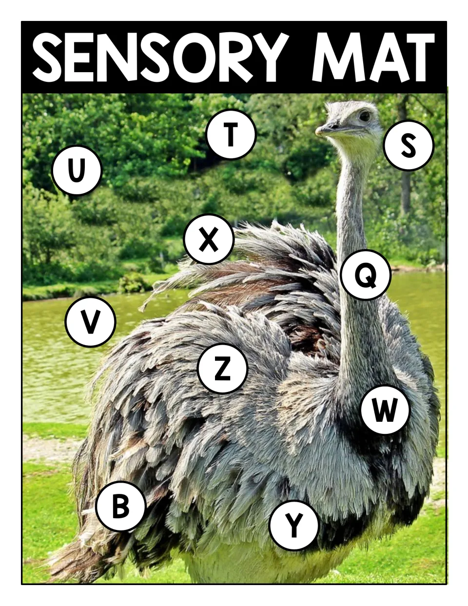 Sensory mat: large gray feathered bird photo with circled capitals T, S, U, X, Q, V, Z, W, B and Y to find and name