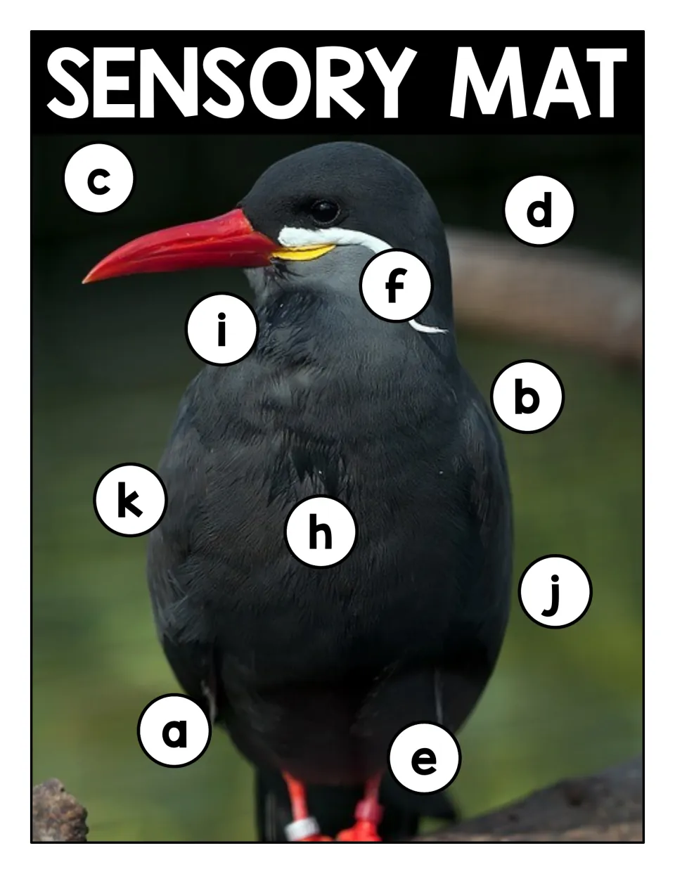 Sensory mat: dark gray bird with a red beak and circled lowercase a, b, c, d, e, f, h, i, j and k to find and name