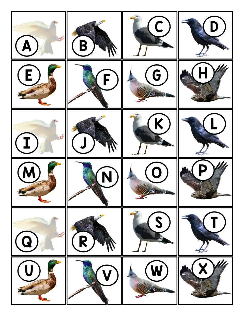 Uppercase letter cards A to X: 24 cards, each pairing a circled capital with a bird picture such as a duck, gull or crow