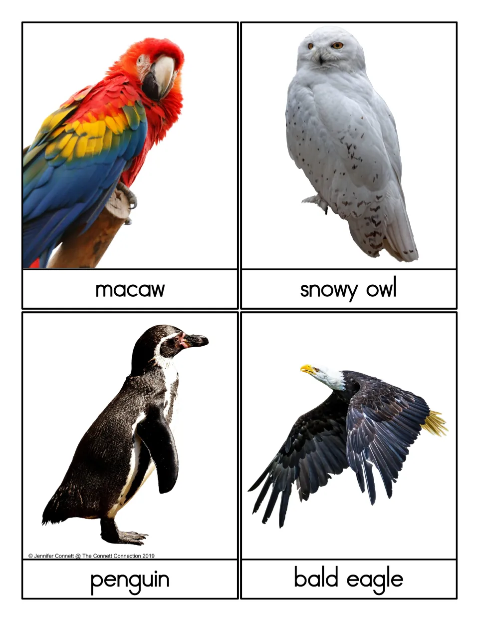 Bird flashcards: photos of a macaw, snowy owl, penguin and bald eagle, each card labeled with the bird's name to read