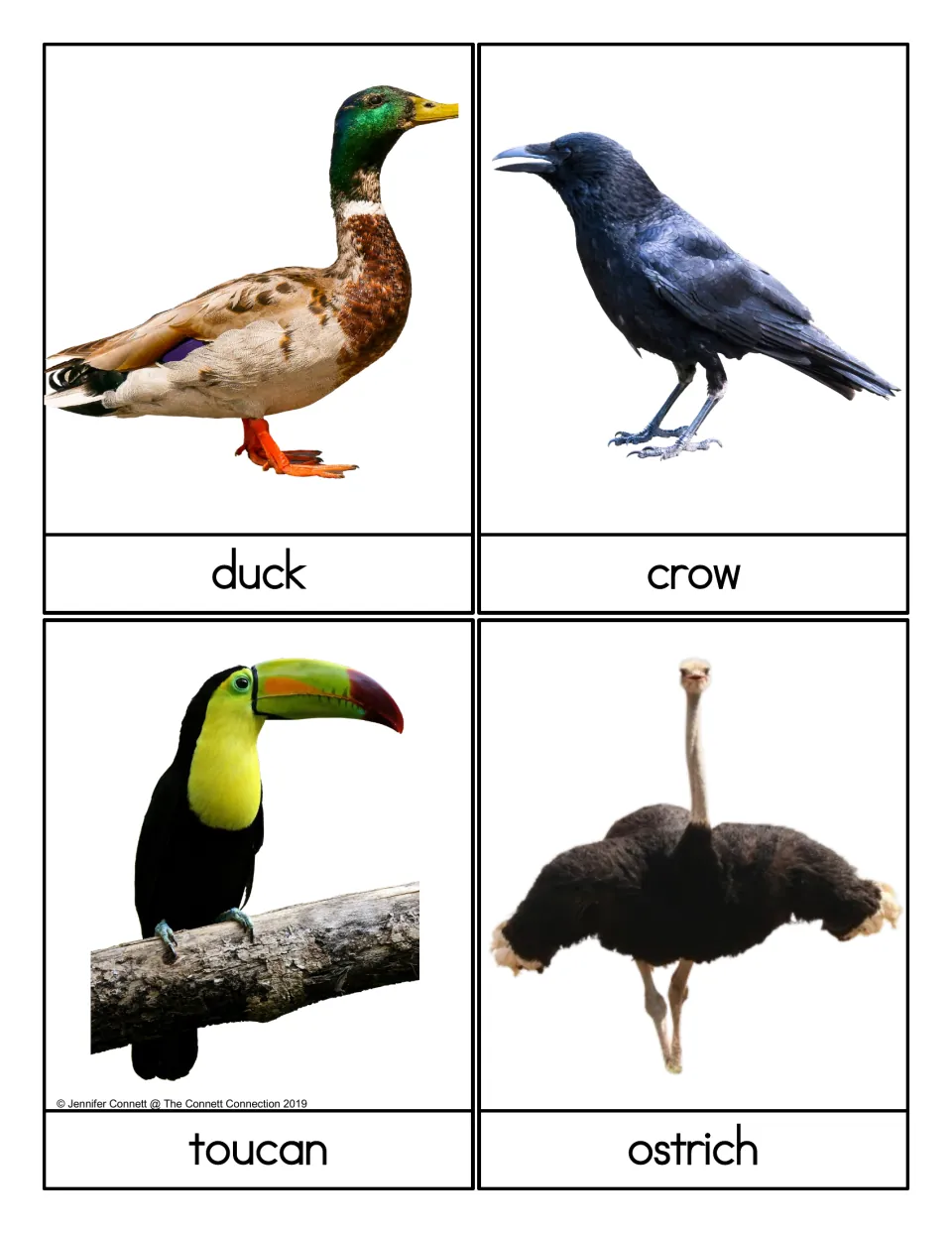 Bird name cards: real photos of a duck, crow, toucan and ostrich with the printed word under each picture for naming