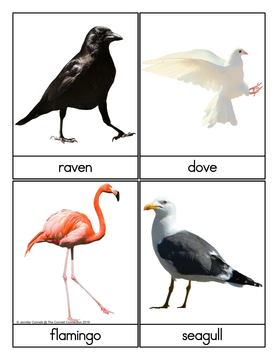 Bird picture cards showing a raven, dove, flamingo and seagull, each photo paired with its name for vocabulary practice