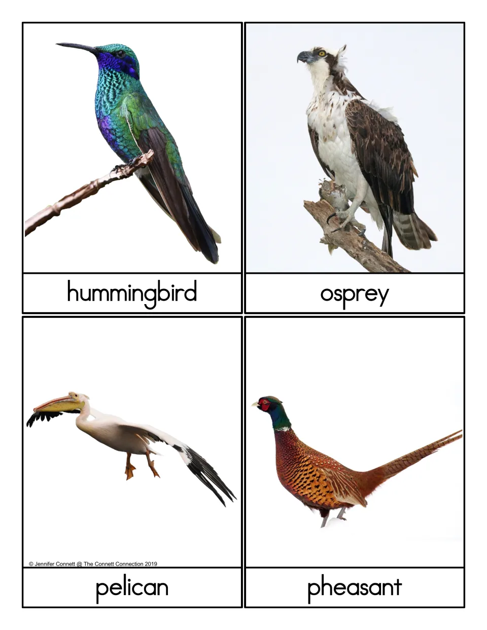 Bird word cards: a hummingbird, osprey, pelican and pheasant shown in photos with each name printed below for reading