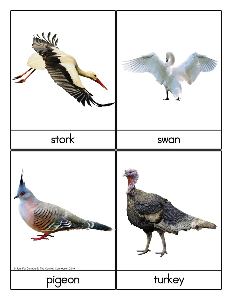 Bird flashcards picturing a stork, swan, pigeon and turkey, with the name written under each photo for identifying birds