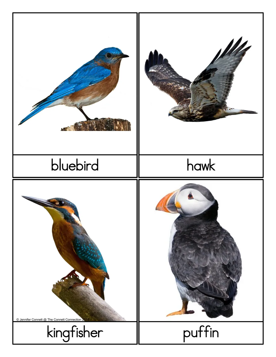 Bird name cards with photos of a bluebird, hawk, kingfisher and puffin, each labeled so students can name the bird shown