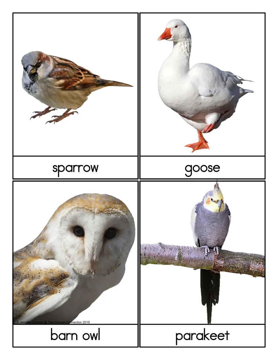 Bird picture cards: a sparrow, goose, barn owl and parakeet in real photos, each with its printed name for word reading