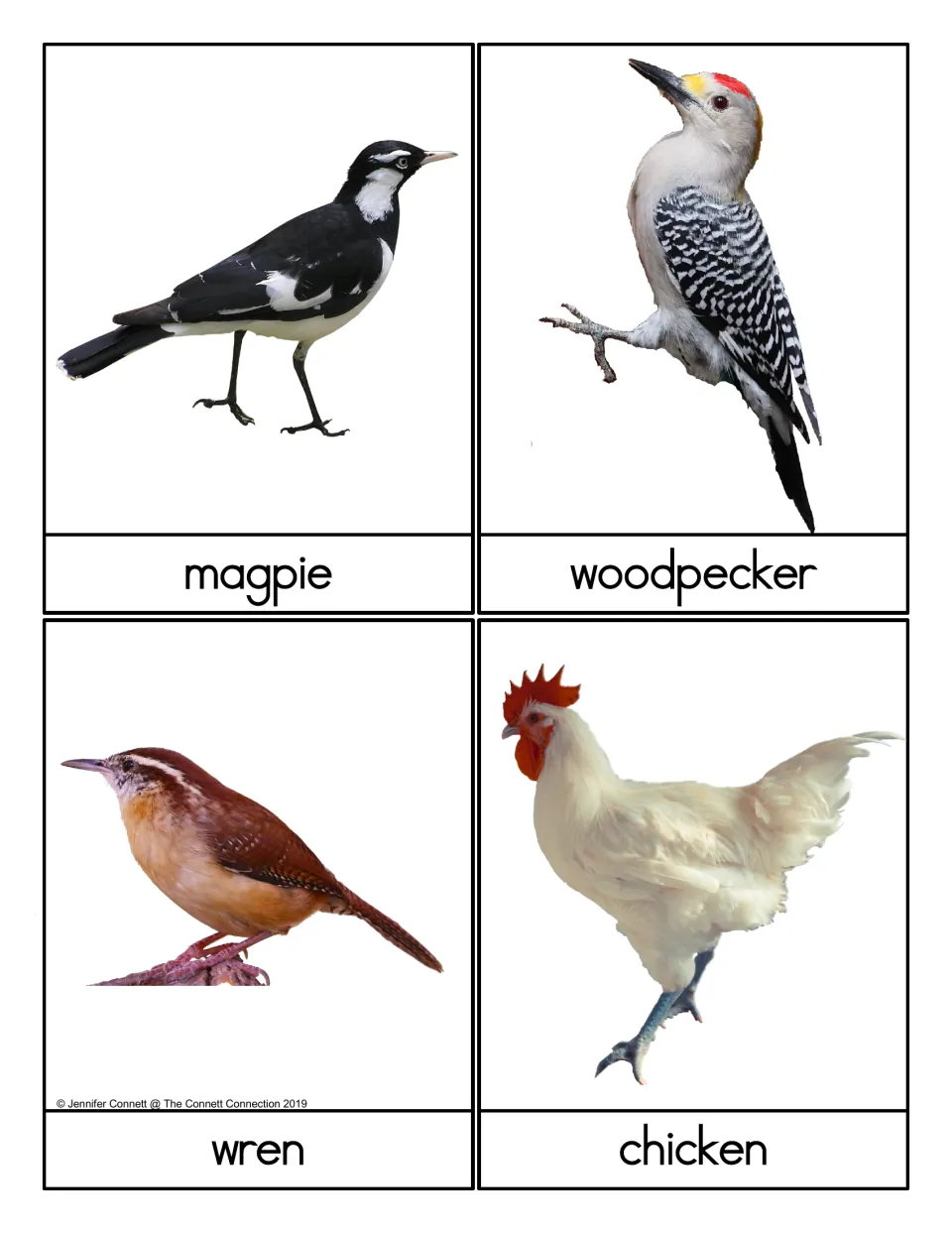 Bird word cards showing a magpie, woodpecker, wren and chicken in photos with names below to match each word to its bird