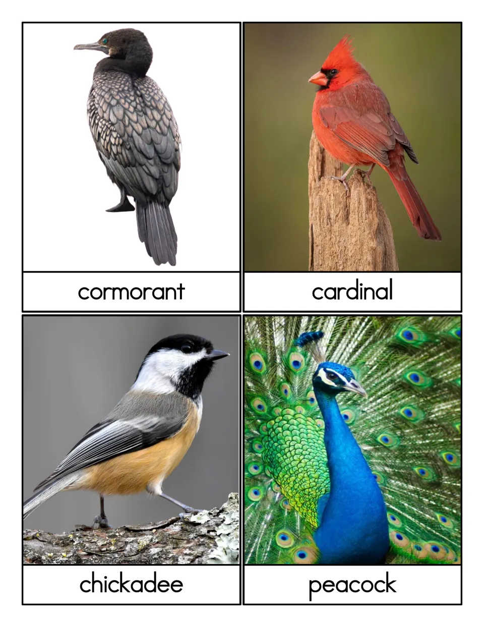 Bird flashcards with photos of a cormorant, cardinal, chickadee and peacock, each name printed beneath the picture