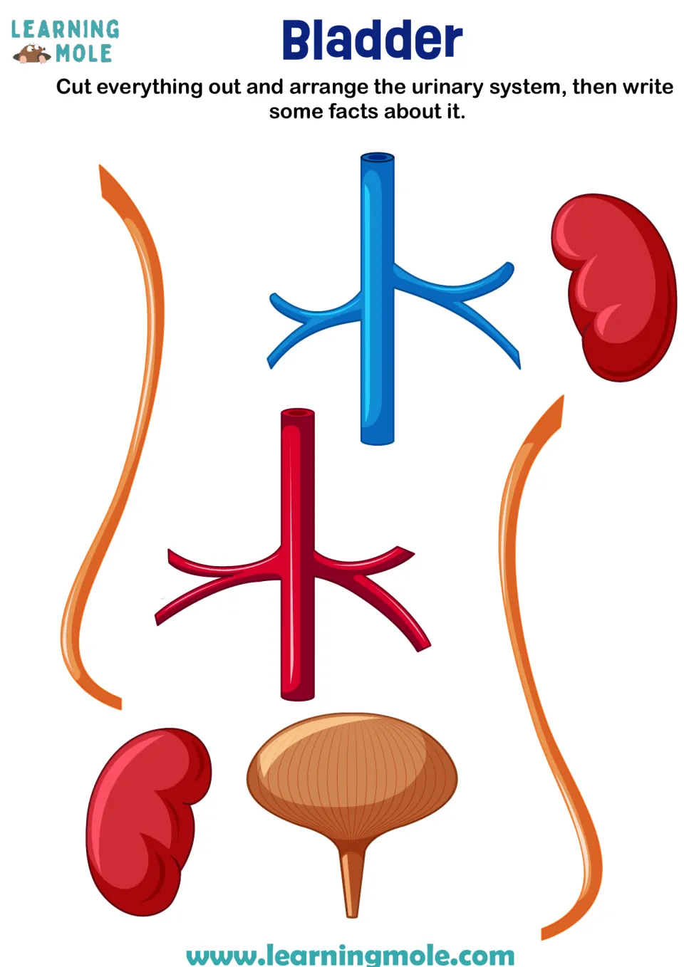 Urinary system: students cut out two kidneys, two ureters, a bladder, a vein and an artery, arrange them, then write facts
