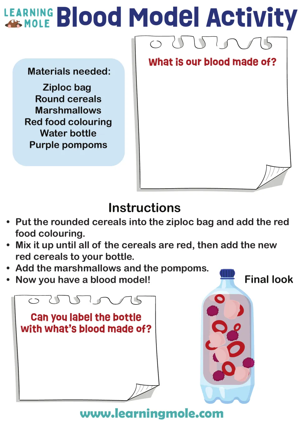 What is blood made of? Students build a bottle model with red cereal, marshmallows and pompoms, then label its parts