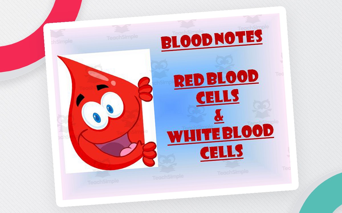 Blood Notes | Red Blood Cells and White Blood Cells PowerPoint Presentation preview