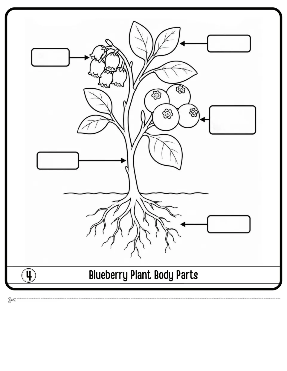 Blueberry Plant Body Parts flap 4: students label flowers, leaves, berries, stem and roots on a drawing of the plant