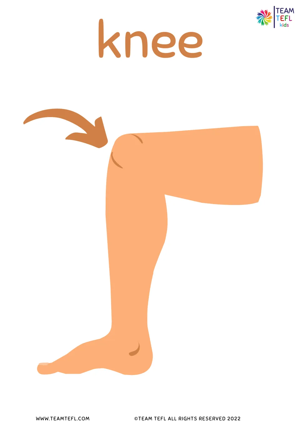Knee flashcard: the word knee with an arrow pointing to the bent knee of an illustrated leg and foot