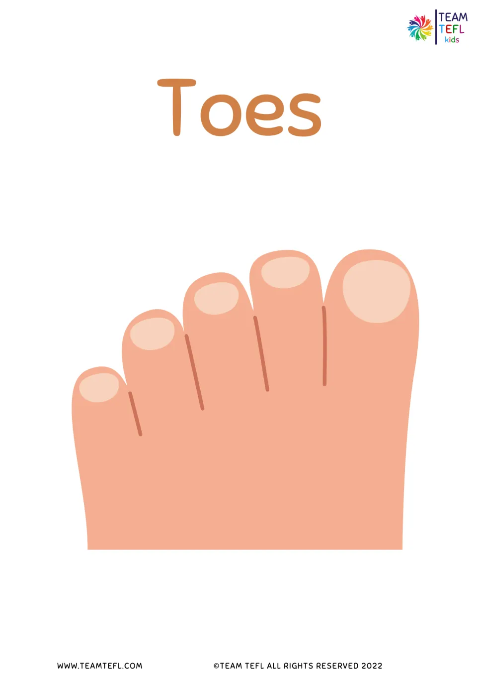 Toes flashcard: the word Toes above a close-up illustration of five toes on a foot for body vocabulary practice