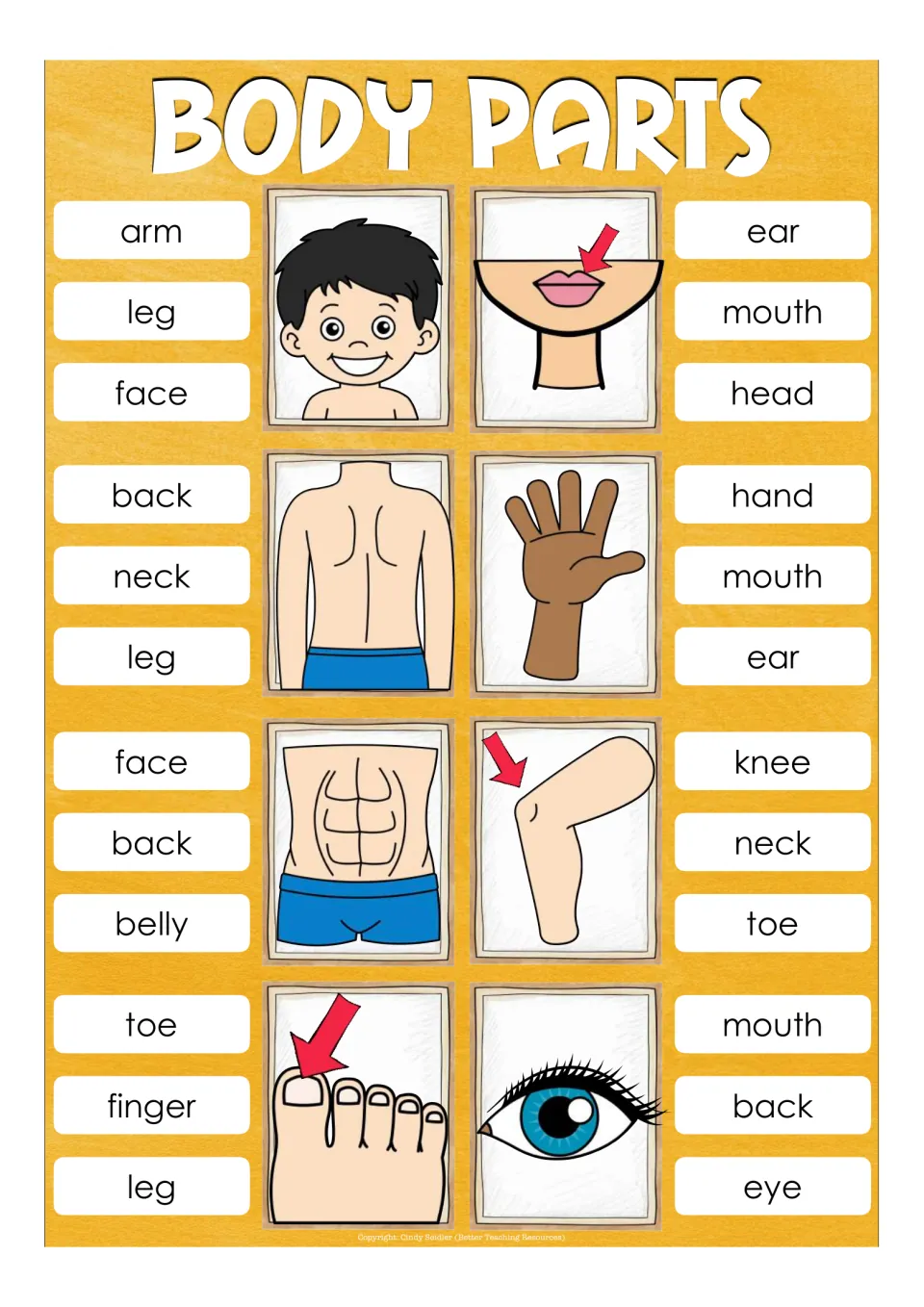 Eight clip cards for face, mouth, back, hand, belly, knee, toe, and eye, each with three word choices