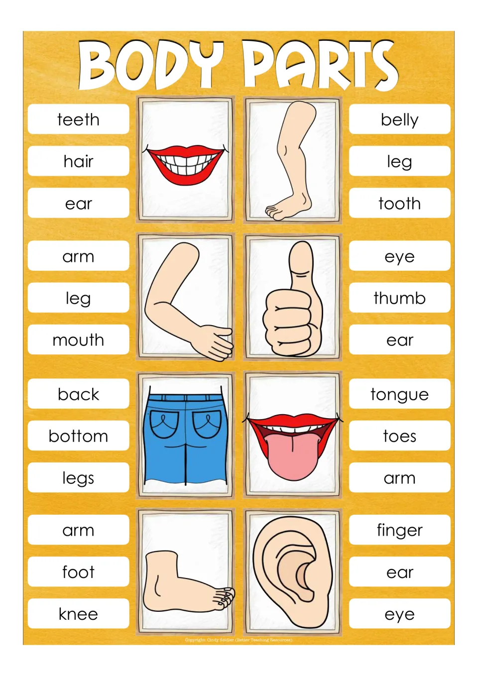 Eight clip cards for teeth, leg, arm, thumb, bottom, tongue, foot, and ear, each with three word choices