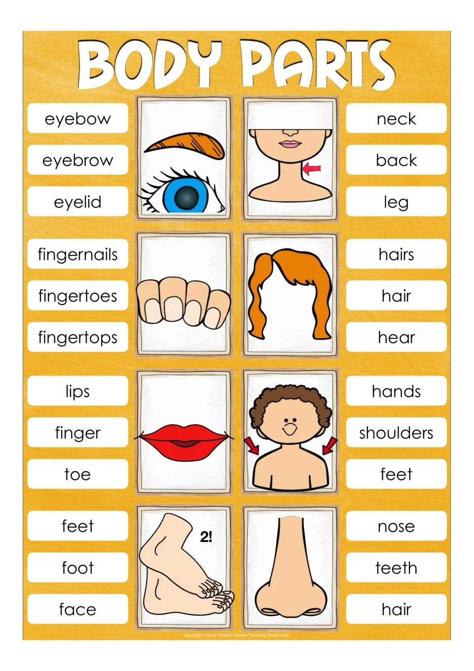 Eight clip cards for eyebrow, neck, fingernails, hair, lips, shoulders, feet, and nose with word choices