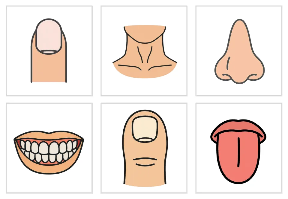 Body-part picture-only flashcards 19–24: color illustrations of a nail, neck, nose, teeth, toe, and tongue