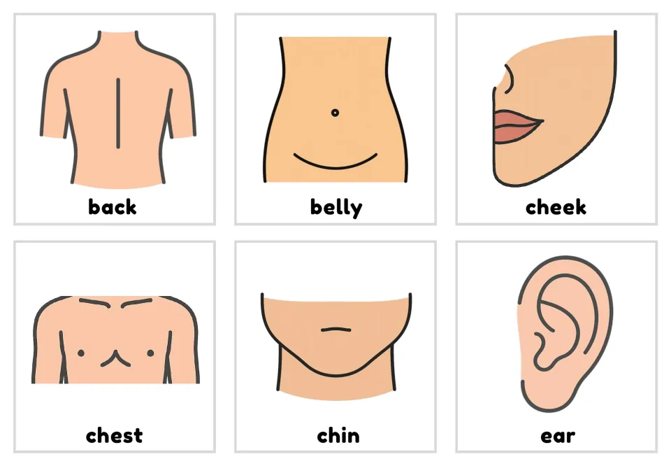 Body-part picture-and-word flashcards 1–6: back, belly, cheek, chest, chin, and ear, each shown in color