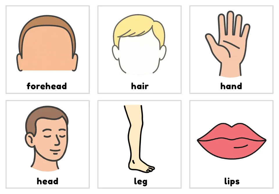 Body-part picture-and-word flashcards 13–18: forehead, hair, hand, head, leg, and lips shown in color