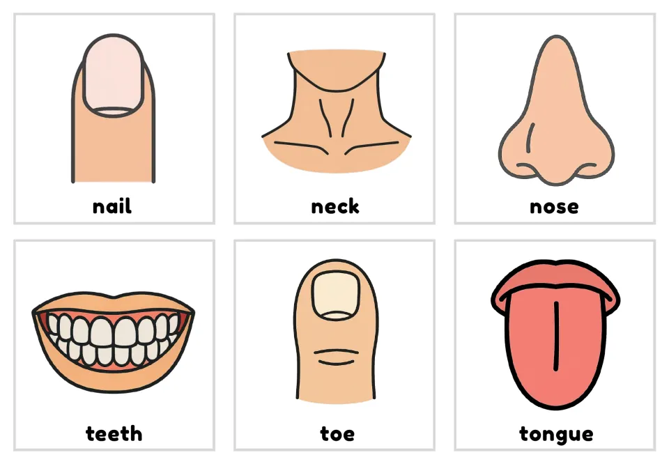Body-part picture-and-word flashcards 19–24: nail, neck, nose, teeth, toe, and tongue, each shown in color