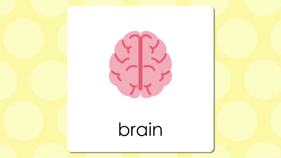 Body parts vocabulary presentation slide showing a pink brain illustration with the word 'brain' below