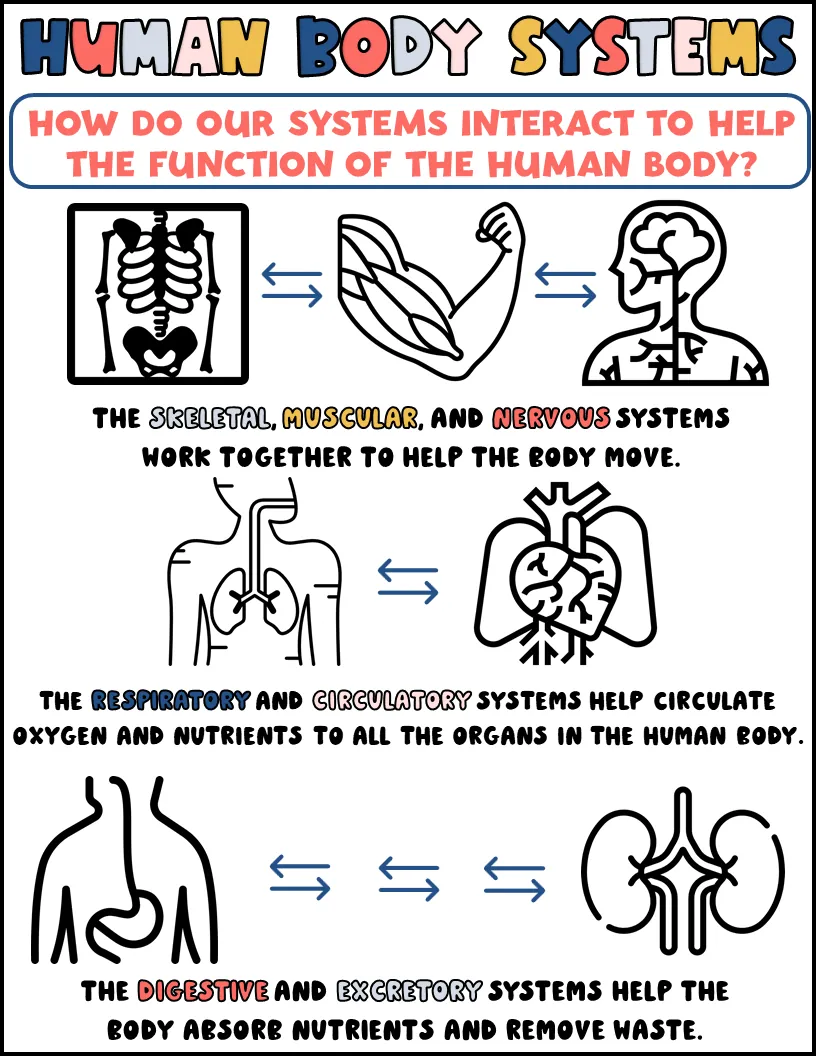 Body Systems Interactions Printable for Science – cover