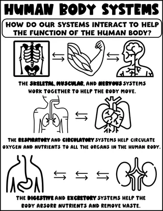 Body Systems Interactions Printable for Science – preview