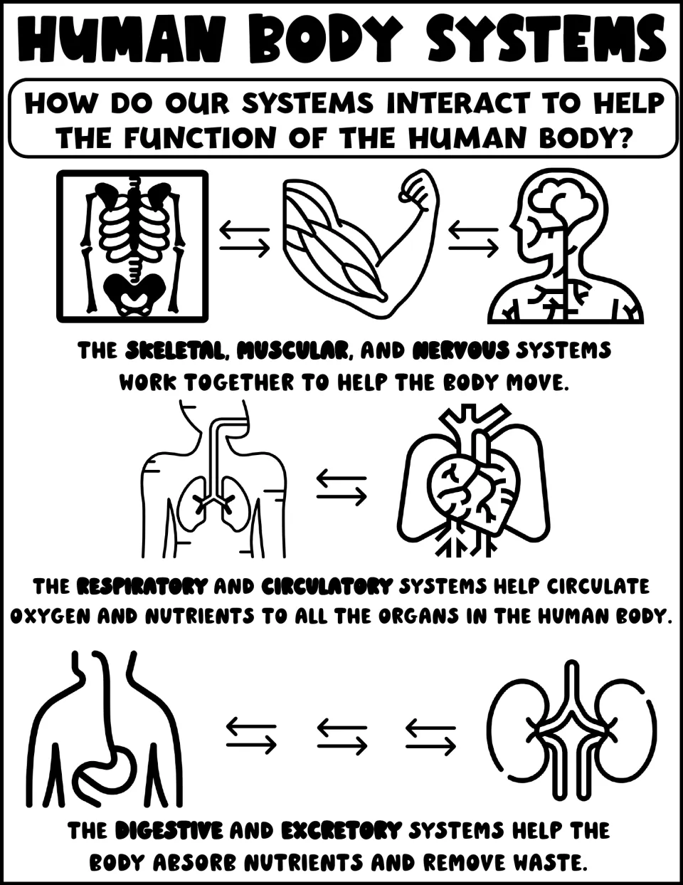 Body systems poster pairing skeletal, muscular and nervous; respiratory and circulatory; digestive and excretory with arrows