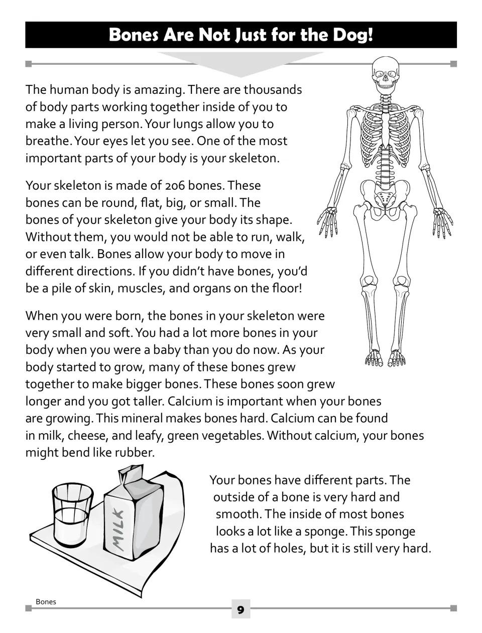 Skeleton reading passage: students read about 206 bones, how bones grow, calcium in milk and the spongy inside of bones