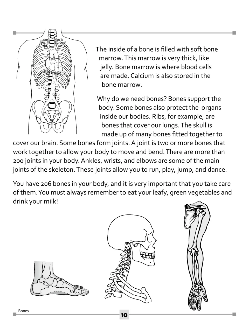 Bone reading, part two: bone marrow makes blood cells, ribs and skull protect organs, joints let ankles and elbows bend