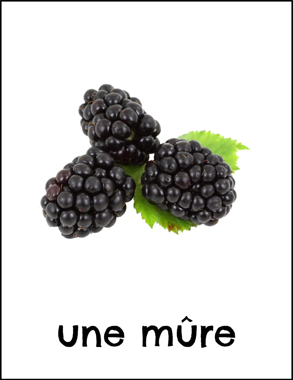 French fruit vocabulary card: three blackberries on a green leaf labeled "une mûre" to link the French word with the photo